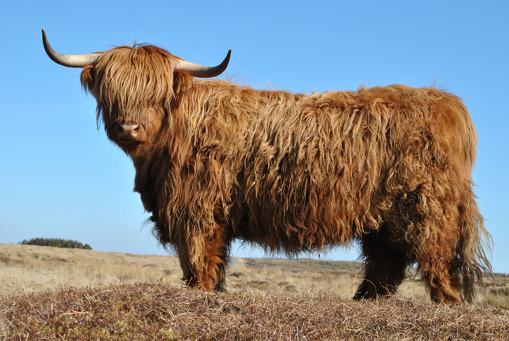 Ella a’ Ghlinne of Brue