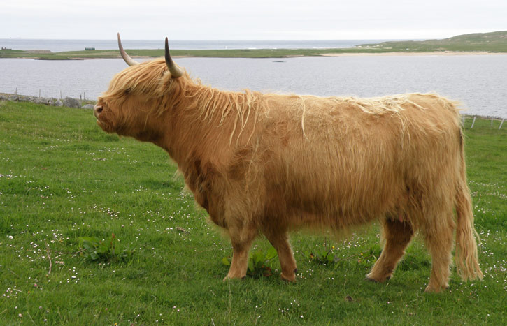 Gruagach an Eilen of Brue