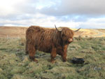 Brighde of Tom Buidhe