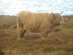 Ciorstaidh of Tom Buidhe