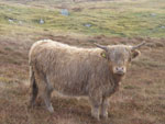 Ciorstaidh of Tom Buidhe