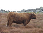 Ella a’ Ghlinne of Brue