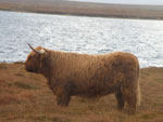 Ella a’ Ghlinne of Brue