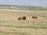 Click image to enlarge