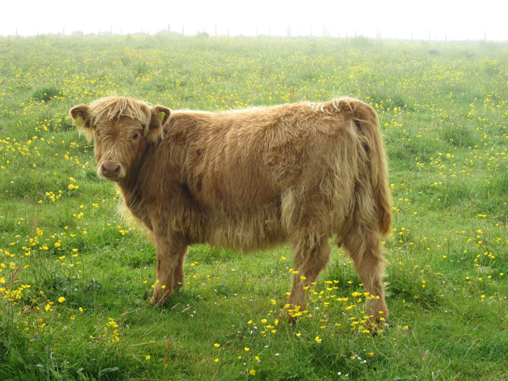 Seònaid an Eilein of Brue