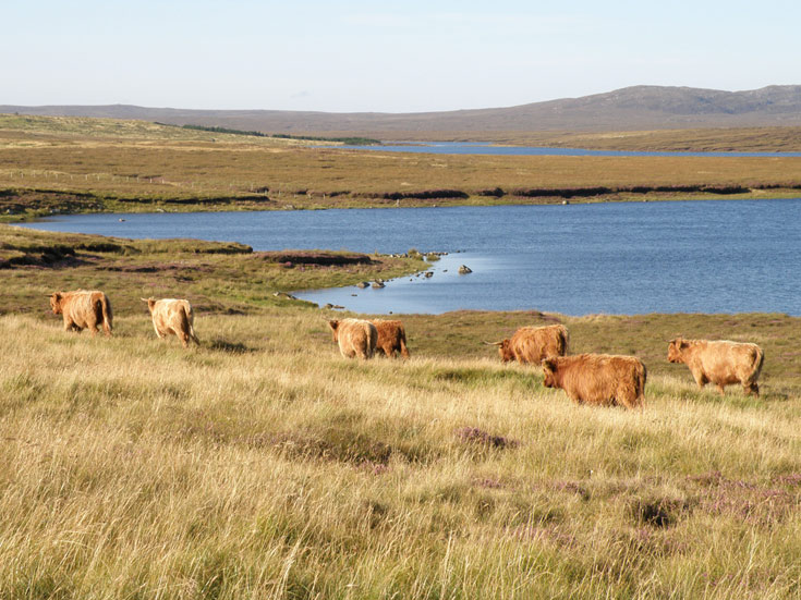 Young Highland stock on Àrd Mhòr Grazing, Brue, Isle of Lewis, August 2014