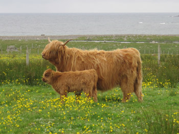 Ceit na Mara of Tom Buidhe