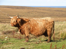 Dam - Eilidh nam Beann of Brue