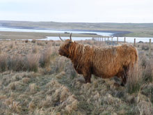 Dam - Eilidh nam Beann of Brue