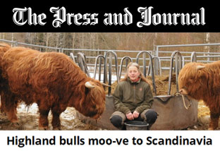 Highland bulls moo-ve to Scandinavia