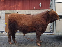 Half brother – MacDhòmhnaill nam Beann of Brue sold to Riikka Palonen, Brunnila Fold, Finland in March 2016