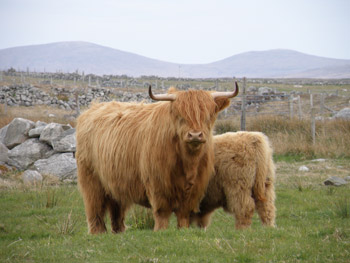Dam: Magaidh a’ Ghlinne of Brue