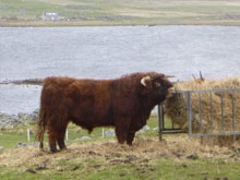 Sire - Siarach of Balmoral