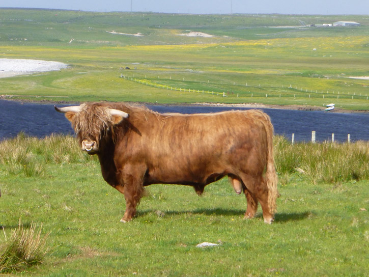 Rob Ruadh of Gartchonzie (6 year old bull)