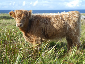 Ailis a’ Ghlinne of Brue (6 month old heifer calf)