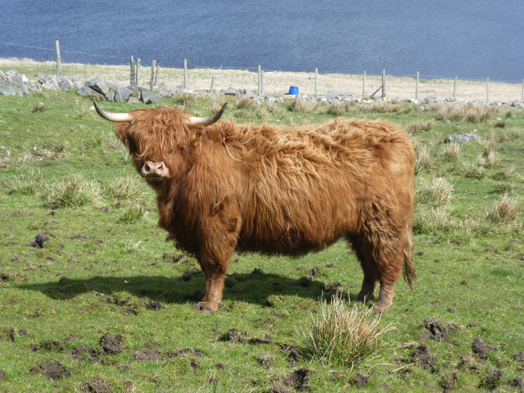 Riikka a’ Ghlinne of Brue