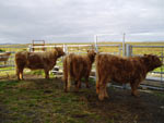 3 year old, 2 year old and yearling half sisters being prepared for Carloway Show