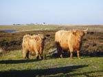 Caileag & Piobaire Ruadh of Brue