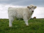 9 week old heifer calf, 'Ceit an Eilein of Brue'
