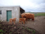 Cows with 2006 calves