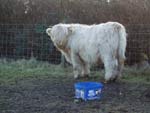 8 month old bull calf ‘Mac 'an Bhàin of Brue’ – born 23 June 2005