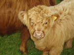 2 month old heifer calf ‘Magaidh a' Ghlinne of Brue’ – born 17 June 2005