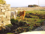 Two chums - 2004 calves