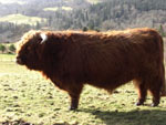 2 year old bull 'Crusoe of Brue' pictured at his new home at Allanfearn, Strathpeffer