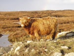 Yearling heifer 'Eilidh nam Beann of Brue'