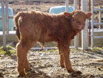 Day old heifer calf ‘Ella nam Beann of Brue'