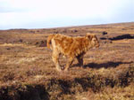 6 day old heifer calf 'Mairi a' Ghlinne of Brue'