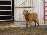 5 day old bull calf ‘ Morgan an Eilein of Brue’