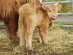 Day old heifer calf 'Seonag of Tom Buidhe'