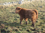 2 week old heifer calf 'Siusaidh of Tom Buidhe' 
