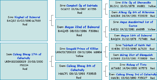 Pedigree of Calum Ruadh of Brue