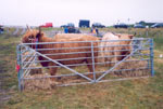2-yr old Highland heifer entries