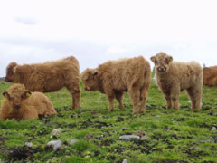 Some of Pìobaire Ruadh's first calves - Crusoe of Brue (lying down), Flòraidh of Tom Buidhe, Bella a' Ghlinne of Brue & Uilleam Òg 3rd of Tom Buidhe (July 2006)