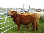 3rd prize heifer under 16 months, Floraidh of Tom Buidhe